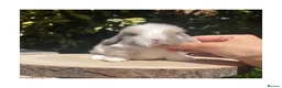Mini Lop rabbits for sale: Beautiful mini lops for sale  - Advert 6