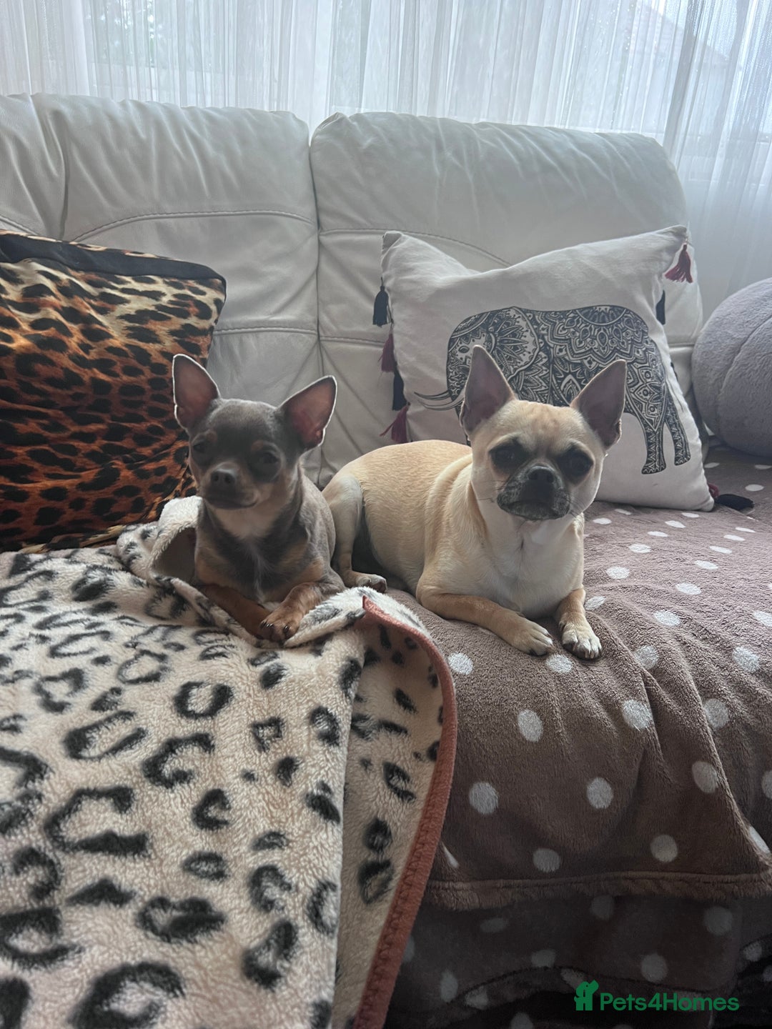 Chihuahua dogs for sale: Adorable apple head short coat chihuahua puppies.  - Image 15