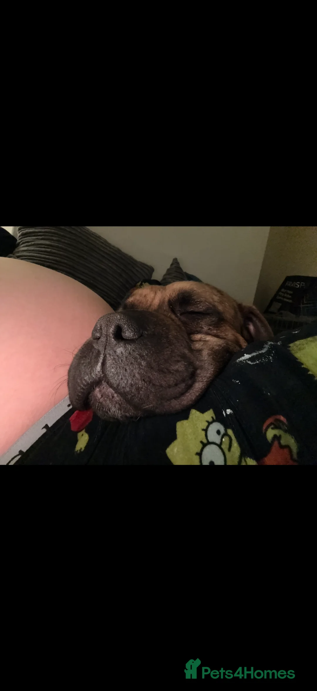 Presa Canario dogs for sale: Ecco  - Advert 1