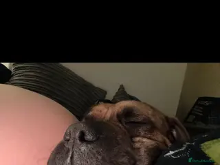 Presa Canario dogs Ecco - Advert 1