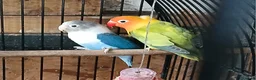Lovebirds birds for sale: Lovebirds dna'd fischers lovebirds  - Advert 17