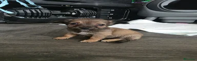 Mixed Breed 4
