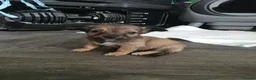Mixed Breed dogs for sale: Jackawawas  - Advert 17