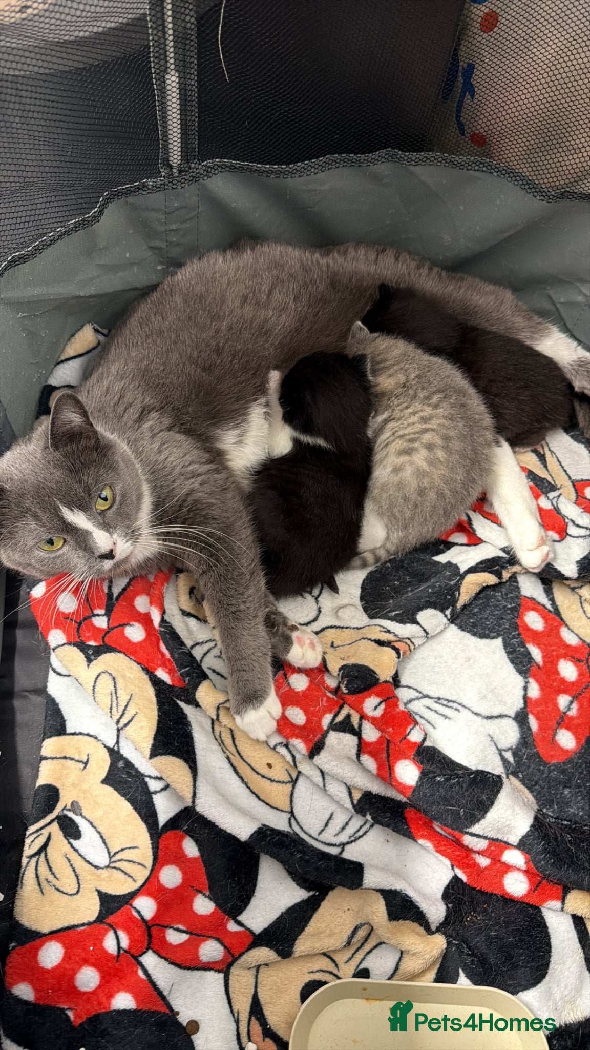 Russian Blue cats Persian Russian blue mixed with tabby kittens - Advert 18