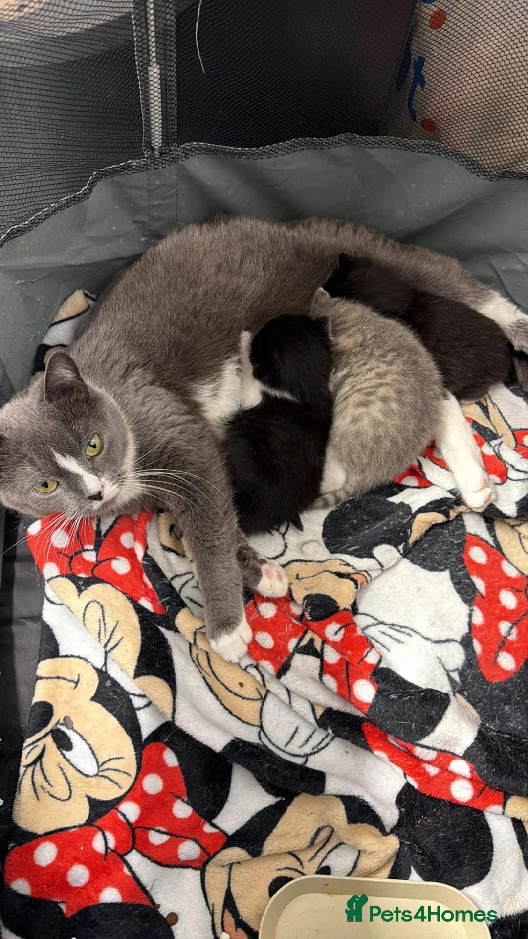 Russian Blue cats for sale: Persian Russian blue mixed with tabby kittens - Advert 1