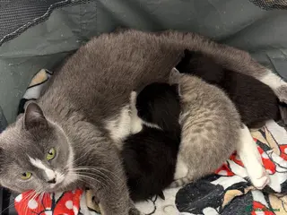 Russian Blue cats Persian Russian blue mixed with tabby kittens - Advert 1