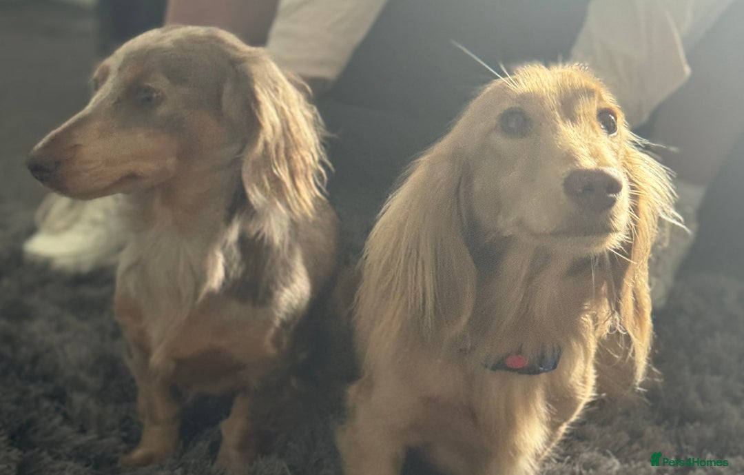 Miniature Dachshund dogs for stud: Stunning L/H mini cream X2 intensity KCreg proven  - Advert 5