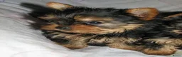 Yorkshire Terrier dogs for sale: Stunning  Yorkshire Terrier puppies 1 Puppy Left - Advert 4