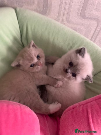 Persian cats - Advert 13