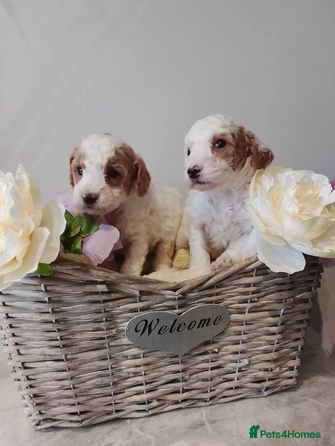 Cavapoo dogs for sale: Miniature cavapoos  - Advert 5