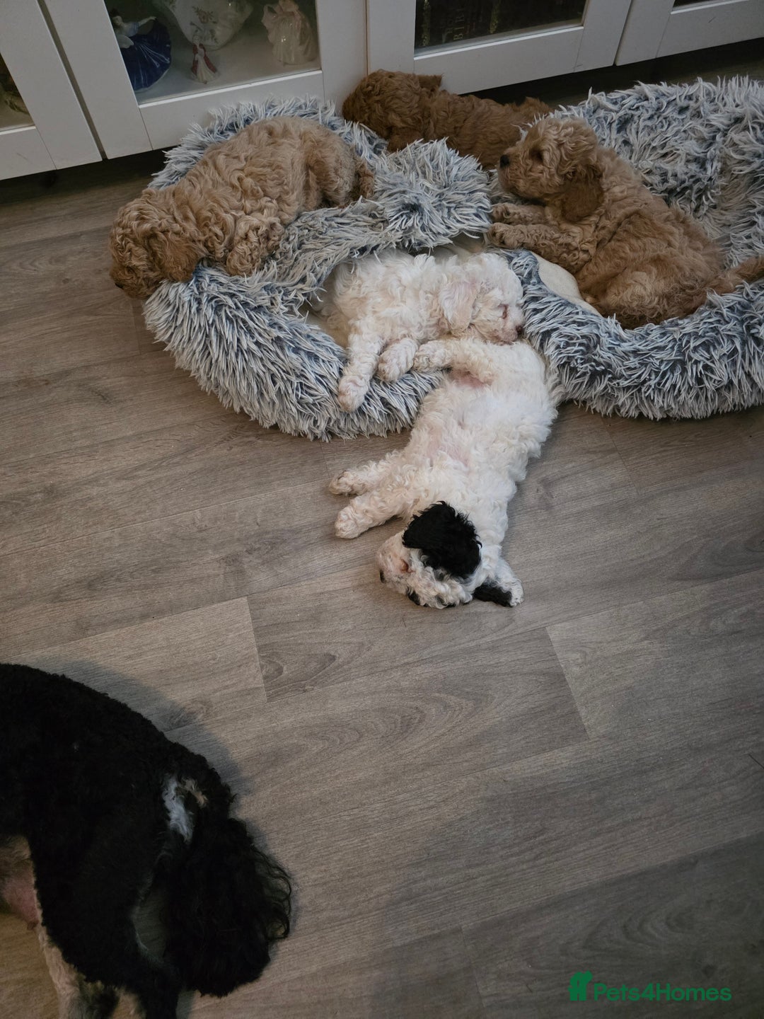 Mixed Breed dogs for sale: Cavapoo puppies - Image 1