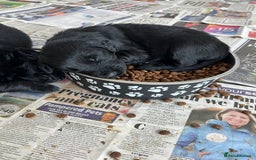 Flat coated Retriever dogs for sale: Flat coated x Golden Retriever puppies - Image 7