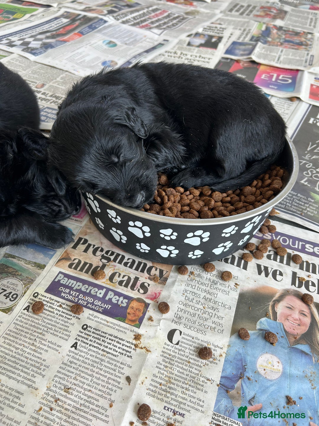 Flat coated Retriever dogs for sale: Flat coated x Golden Retriever puppies - Image 7
