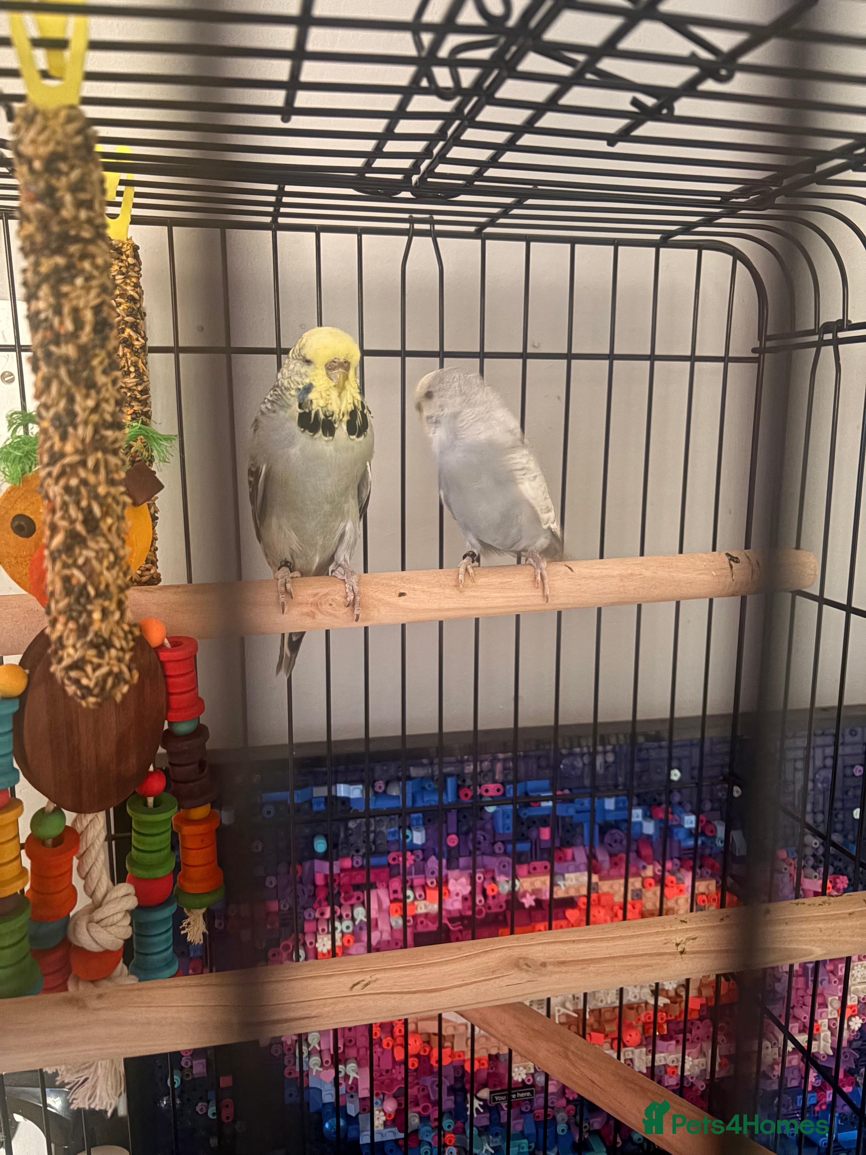 Budgerigars birds 2x female 16 week old budgies  - Advert 10