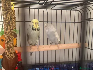 Budgerigars birds 2x female 16 week old budgies - Advert 10