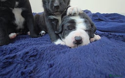 Mixed Breed dogs for sale: Short haired Collie pups - Image 19