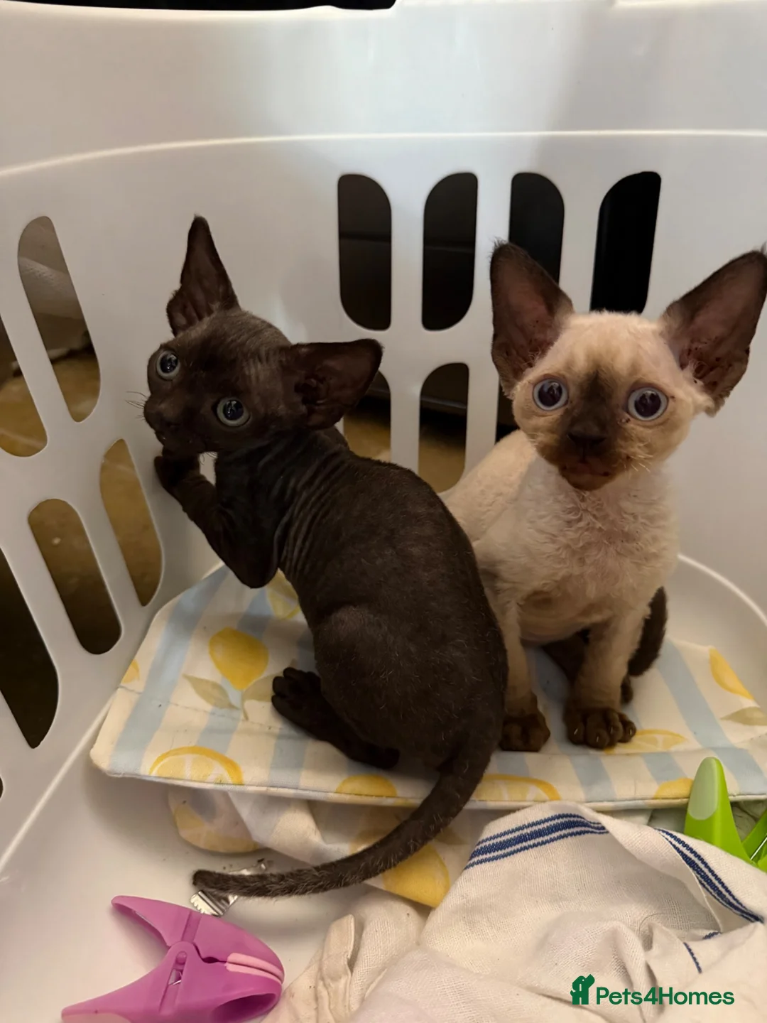 Devon Rex cats for sale: Two mischievous Devon Rex boys  - Advert 1
