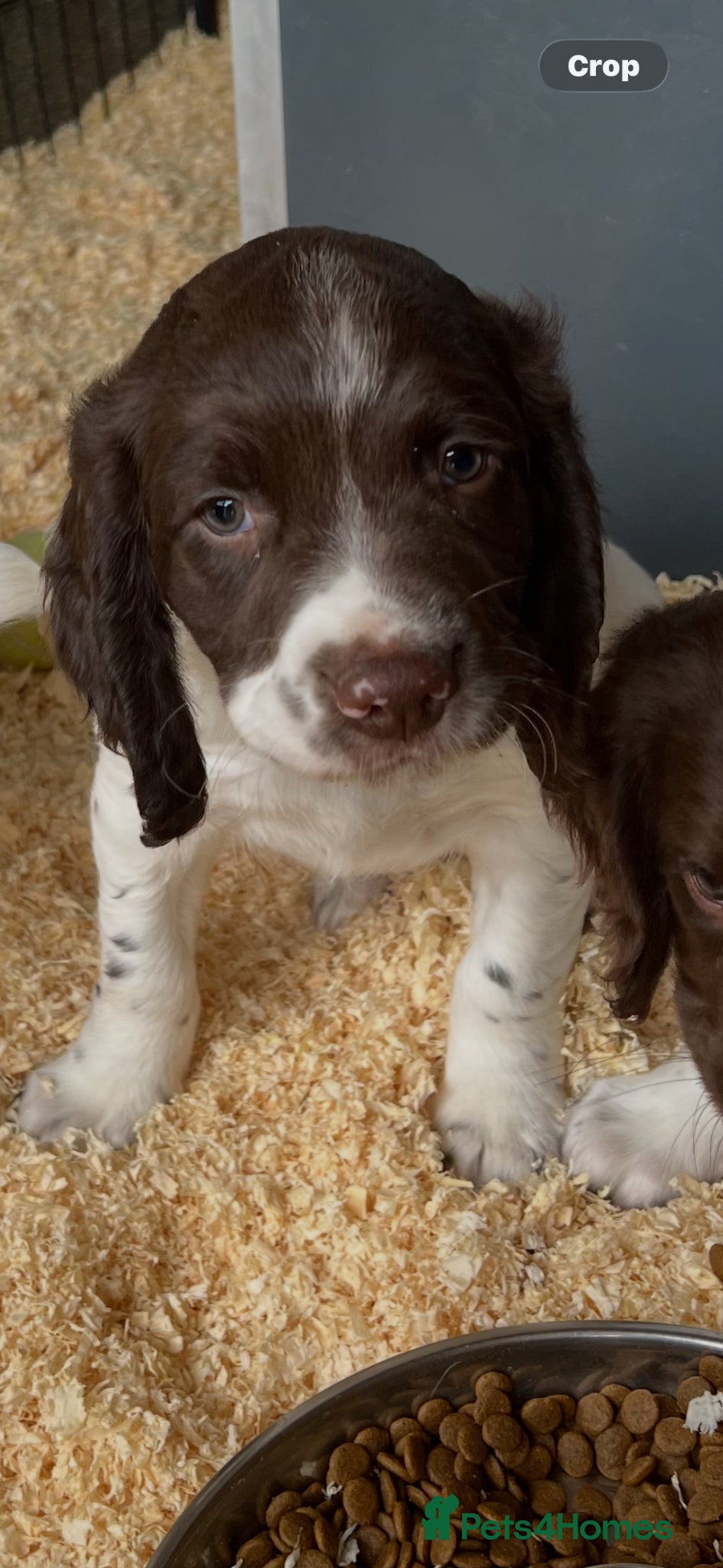 English Springer Spaniel dogs KC Springer Spaniel last Pup  - Advert 1