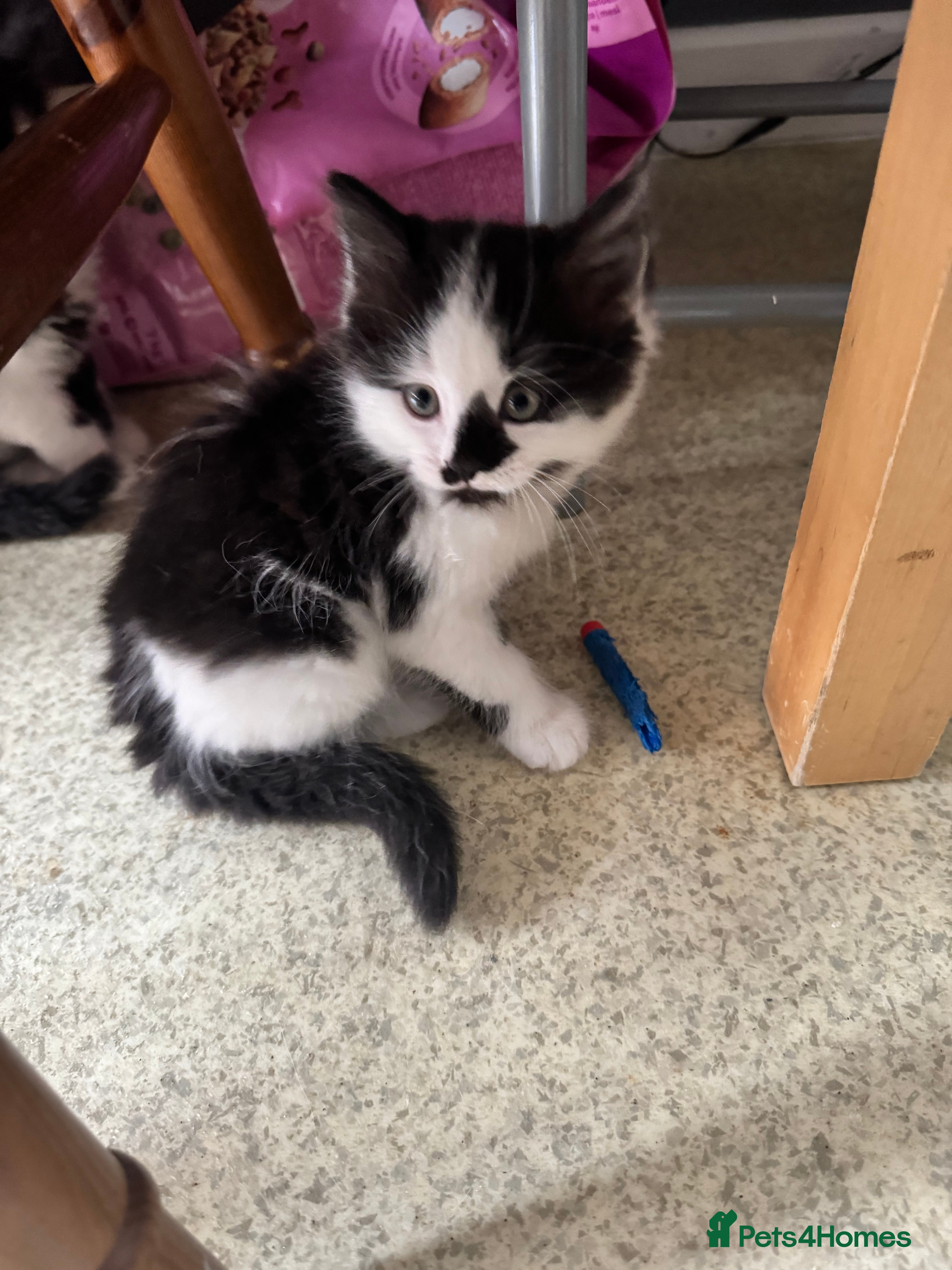 Mixed Breed cats for sale: Kittens for sale - Advert 4
