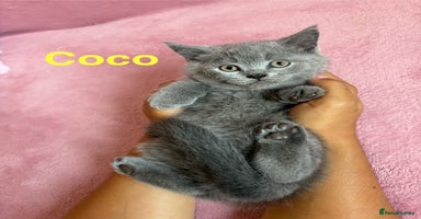 British Shorthair cats - Advert 3