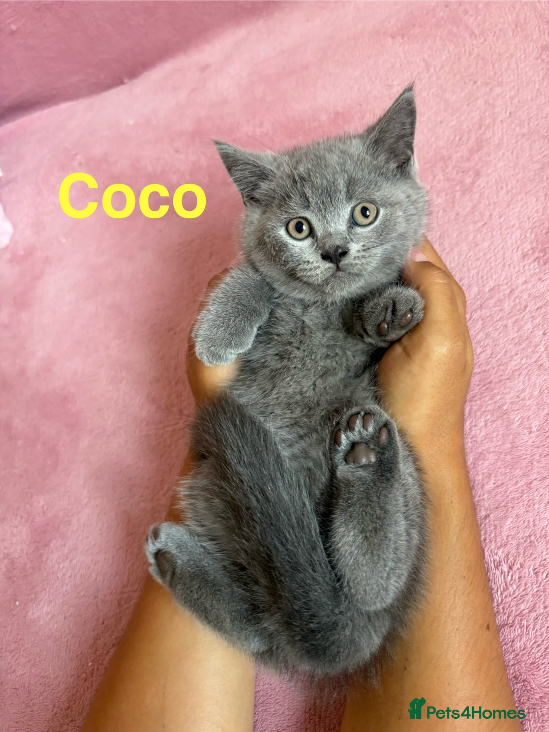 British Shorthair cats for sale: BSH Blue, White rare, Cream, Grey adorable kittens - Image 3
