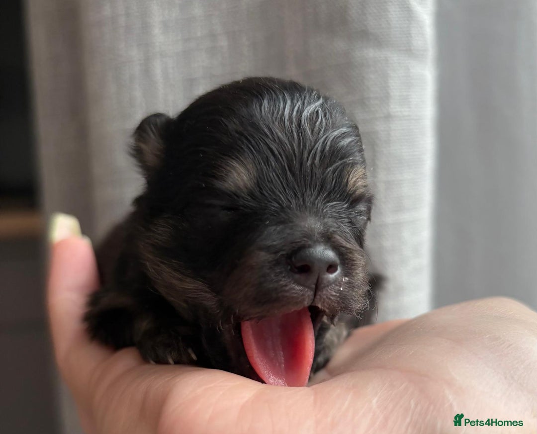 Pomeranian dogs for sale: 3 Little Girls Looking for Love! - Image 15