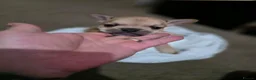 French Bulldog dogs for sale: French bulldog puppies - Advert 12
