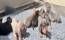 Miniature Dachshund dogs for sale: STUNNING MIX KC MIN PRA CLR - Image 3