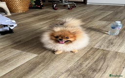 Pomeranian dogs for sale: Champion KC registered Pomeranian  - Image 4