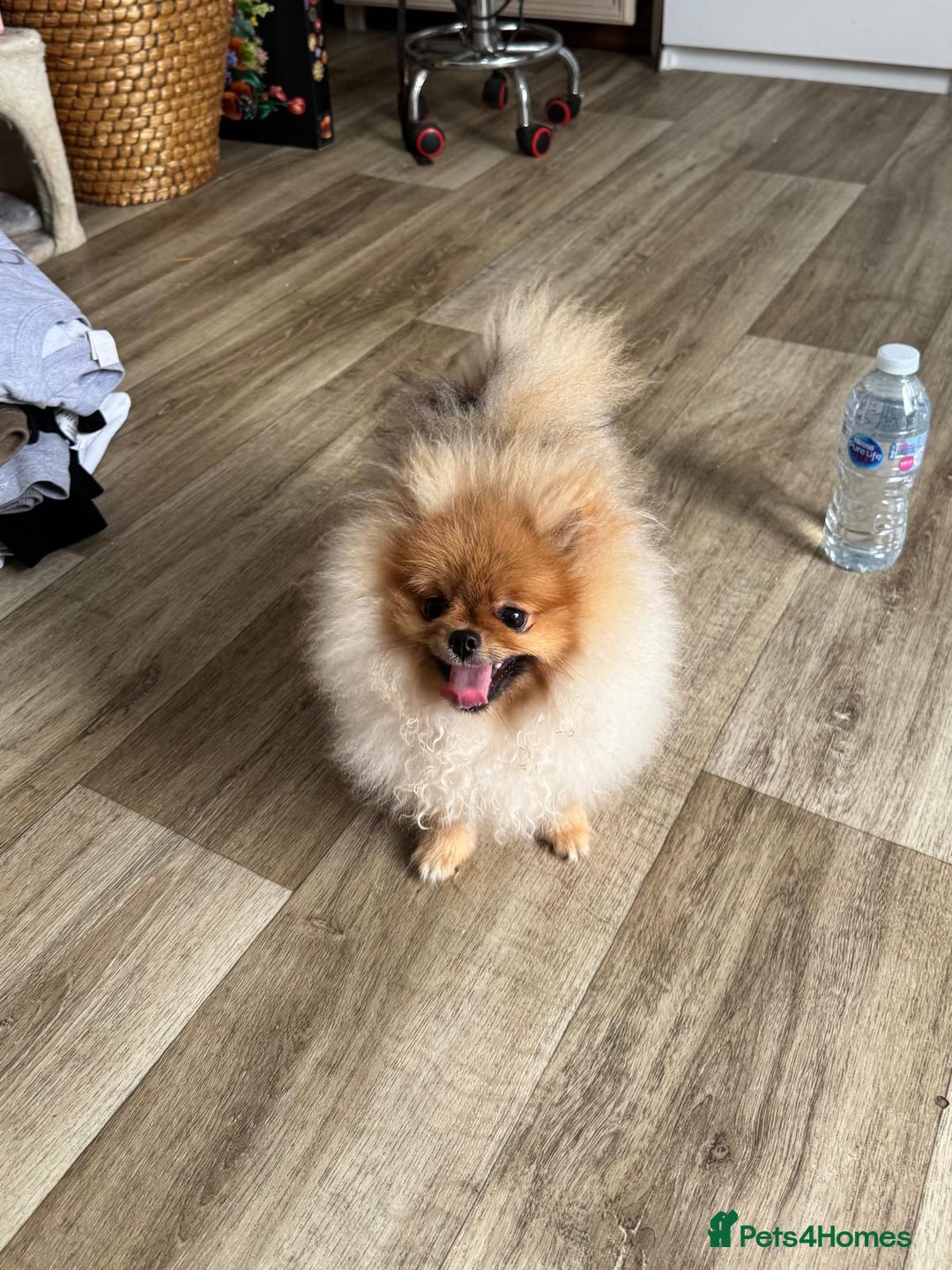 Pomeranian dogs for sale: Champion KC registered Pomeranian  - Image 4