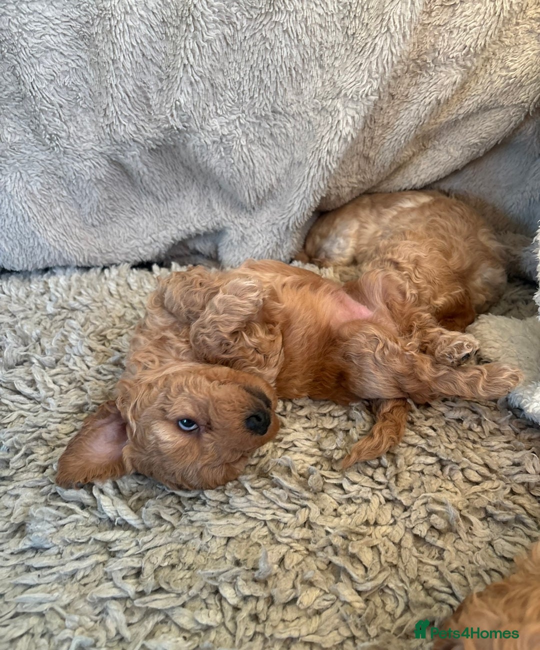Cockapoo dogs for sale: One baby girl cockapoo ready to leave next week 😍 - Advert 2