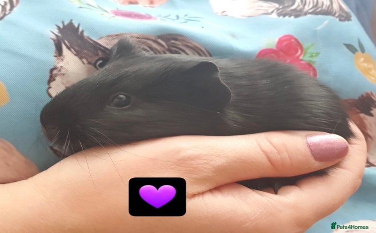 Guinea Pig rodents in Saint Helens - Advert 1
