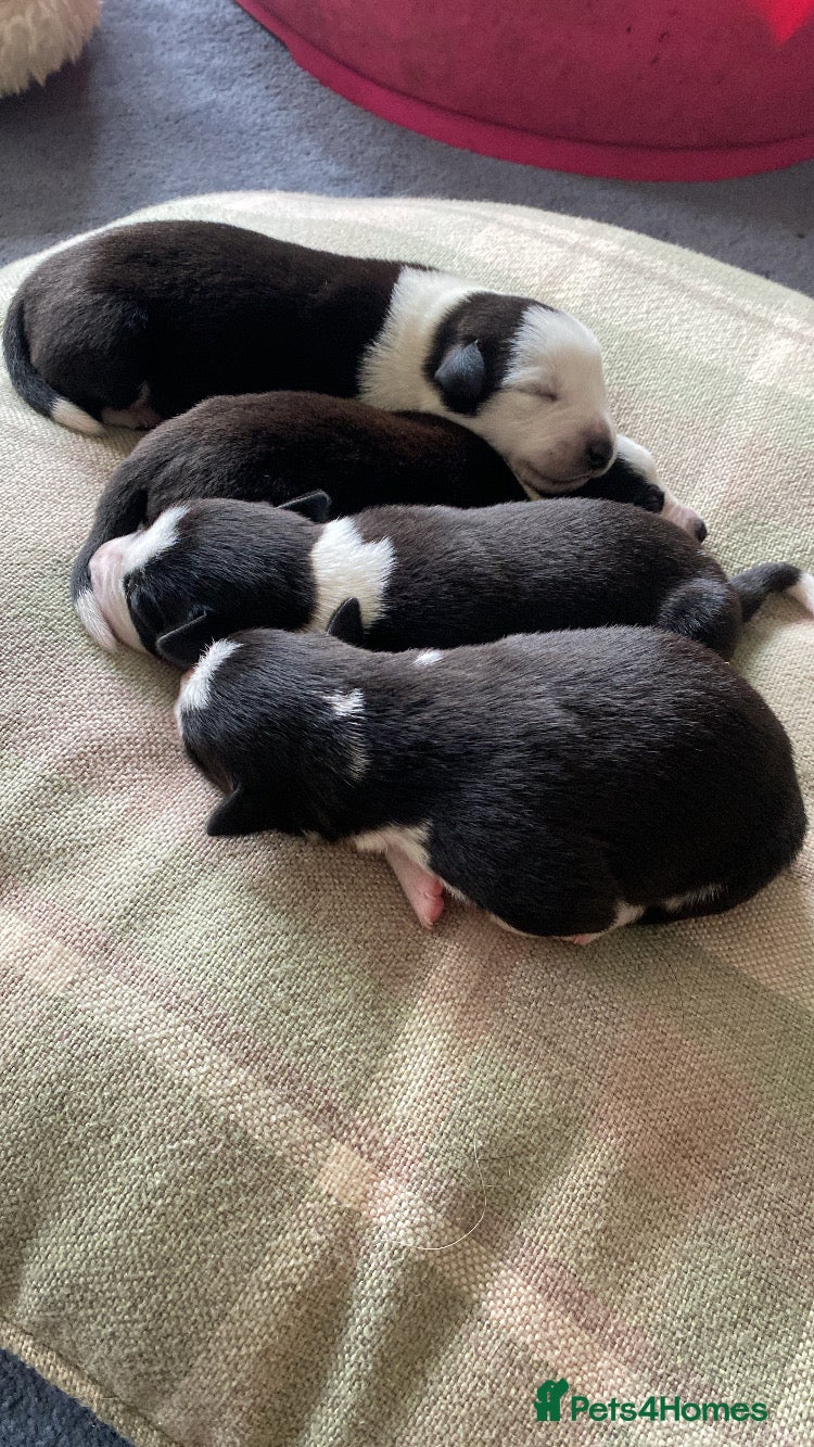 Mixed Breed dogs for sale: Border Collie Cross Pups ready for forever homes in Cairndow - Advert 33