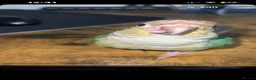 Conures birds for sale: Baby hand reared green cheek conure - Advert 1