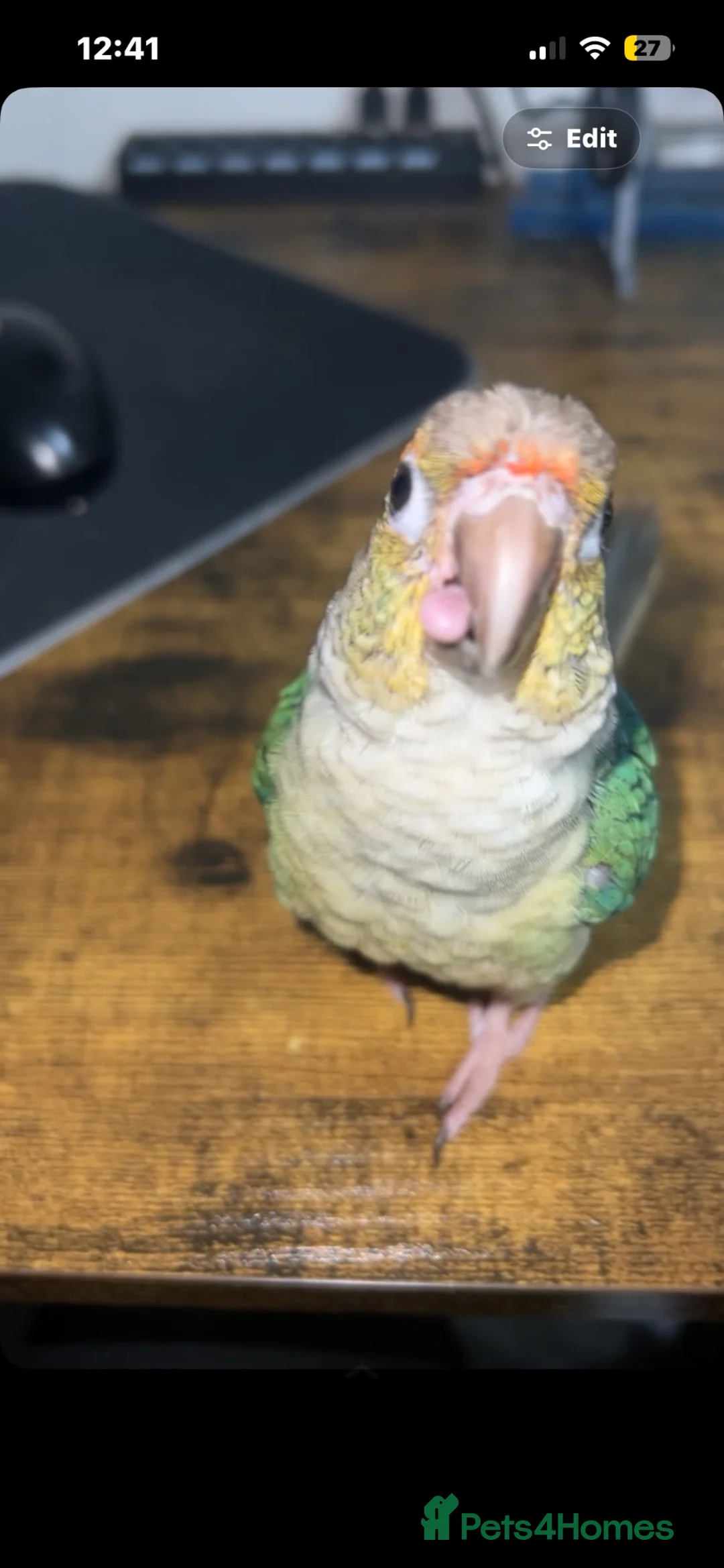 Conures birds for sale: Baby hand reared green cheek conure - Advert 1
