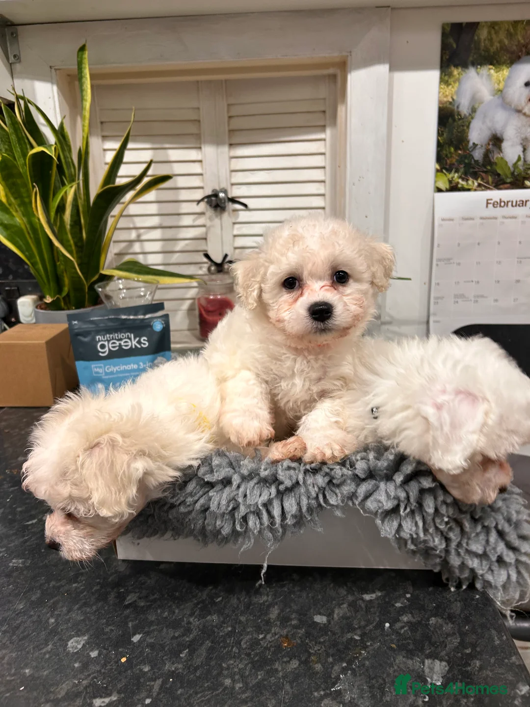 Mixed Breed dogs for sale: 1 beautiful female Maltichon puppy left.  - Advert 1