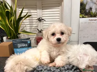 Mixed Breed dogs 1 beautiful female Maltichon puppy left. - Advert 13