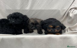 Yorkiepoo dogs for sale: Yorkiepoo puppies  - Image 2