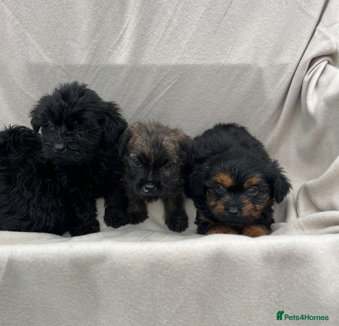 Yorkiepoo dogs for sale: Yorkiepoo puppies  - Image 2