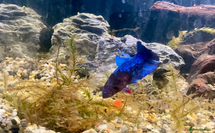 Bettas fish - Advert 2