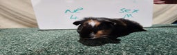 Guinea Pig rodents for sale: Guinea pigs for sale - Advert 2