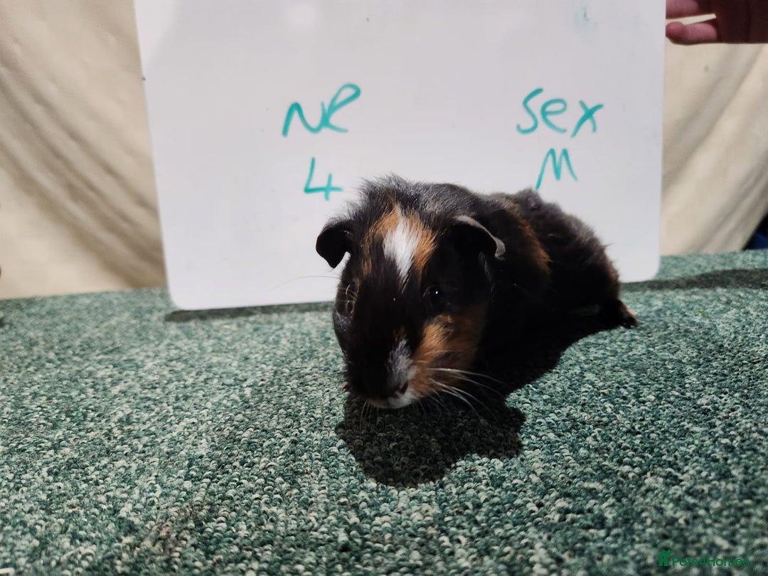 Guinea Pig rodents for sale: Guinea pigs for sale - Advert 2