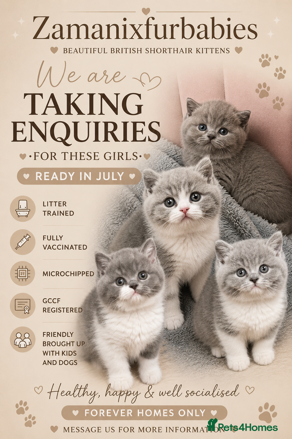 British Shorthair cats Beautiful British Shorthair Kittens - Advert 1