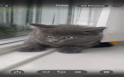 British Shorthair cats for sale: Kittens for sale bradford - Image 7