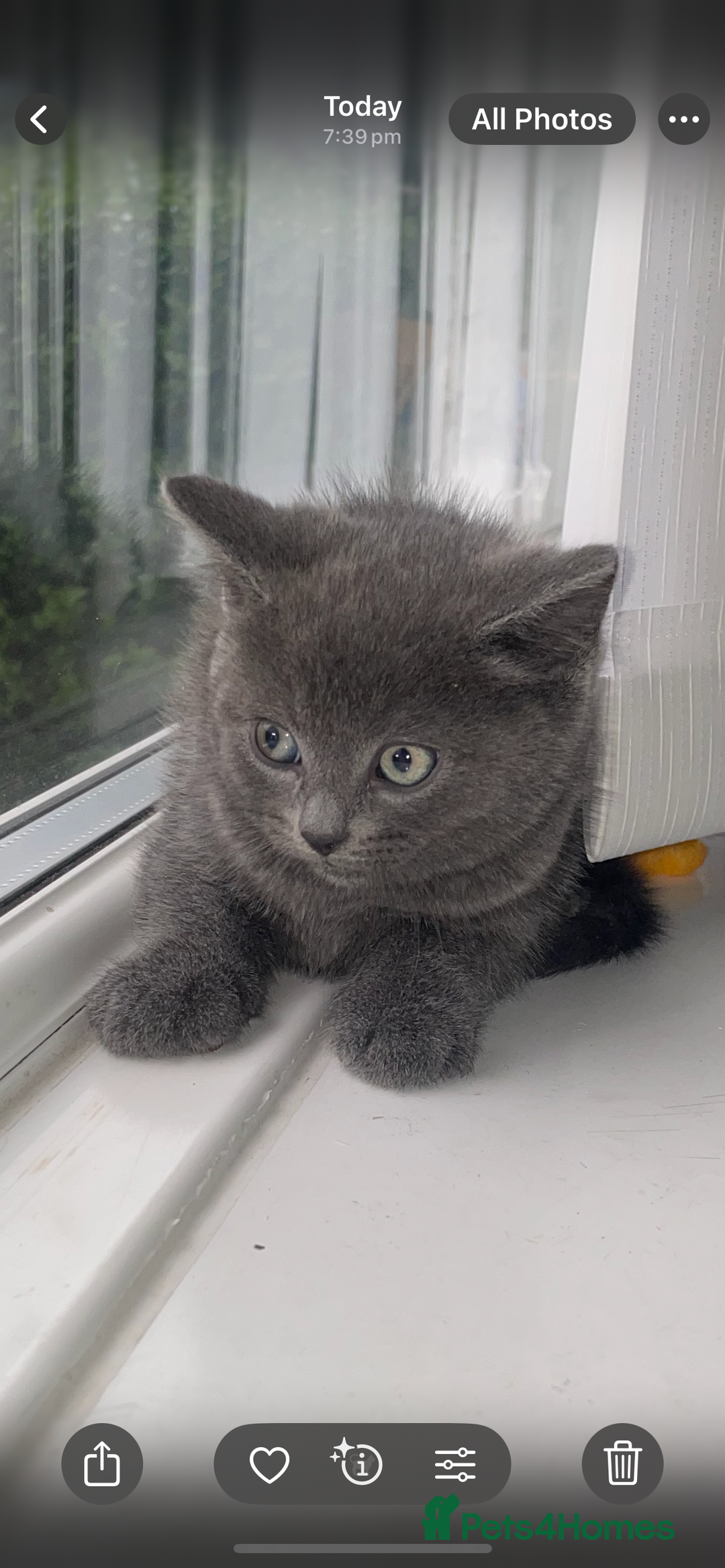British Shorthair cats for sale: Kittens for sale bradford - Image 7