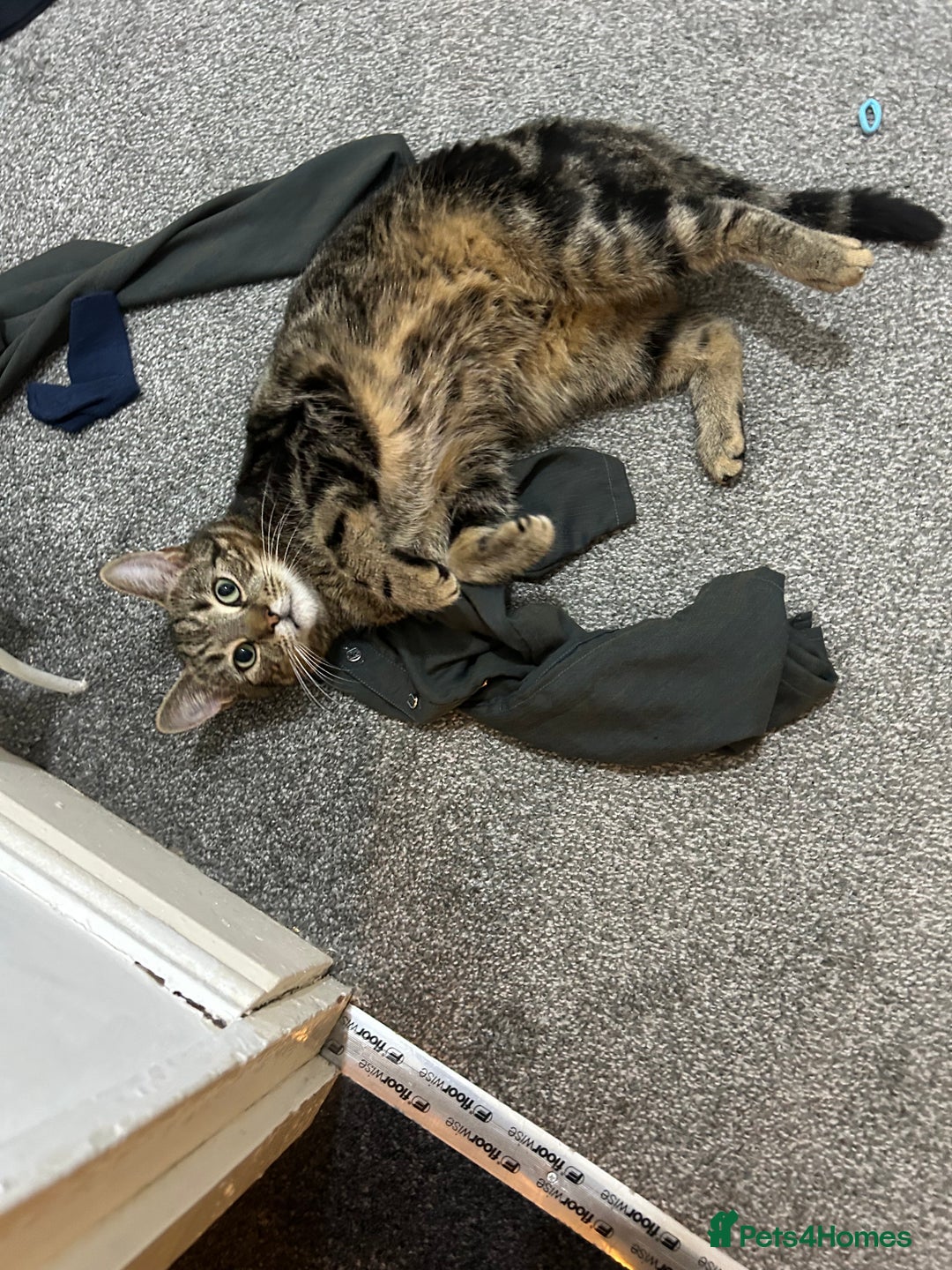 Bengal cats for sale: Male cat  - Advert 3