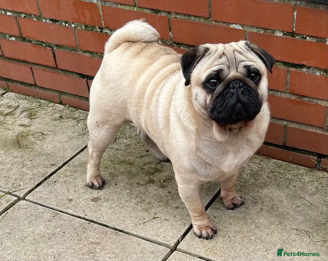 Pug dogs for sale: Pug dog for sale - Image 2