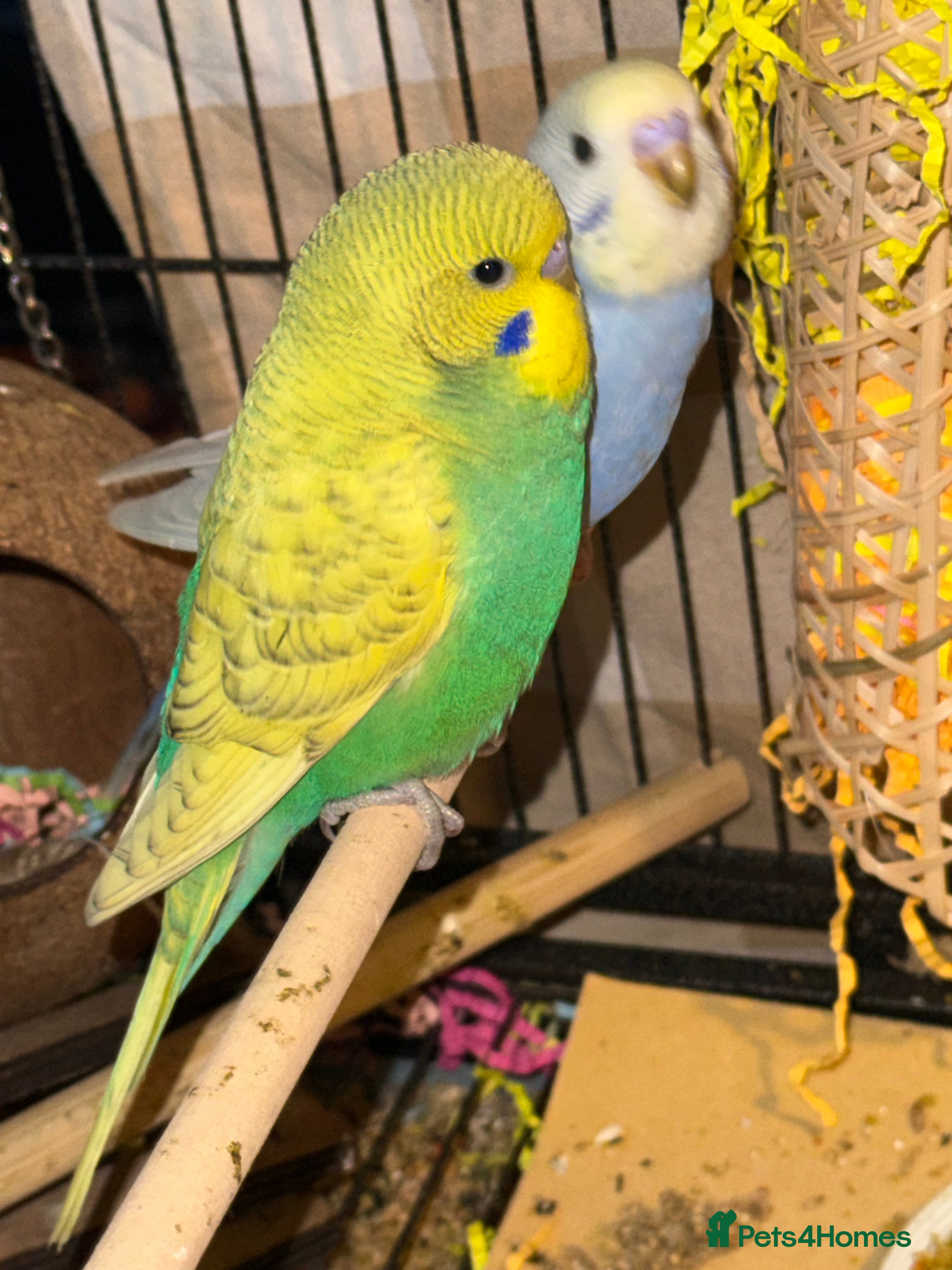 Budgerigars birds Bonded pair of budgies 8 weeks old boys  - Advert 4