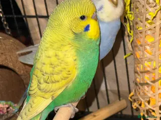 Budgerigars birds Bonded pair of budgies 8 weeks old boys - Advert 4
