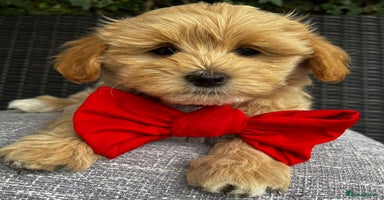 Maltipoo dogs - Advert 6
